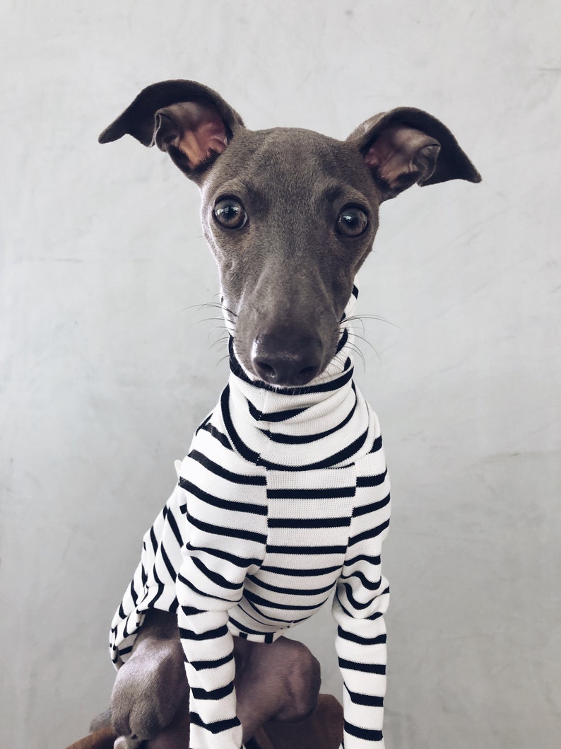 Italian Greyhound and Whippet Clothes / Iggy Clothes / Dog Etsy