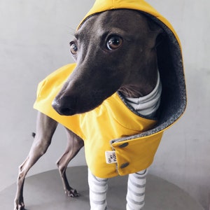 iggy and whippet raincoat / waterproof and windproof coat / iggy raincoat / iggy clothes / ropa para golo italiano y whippet / YELLOW image 2