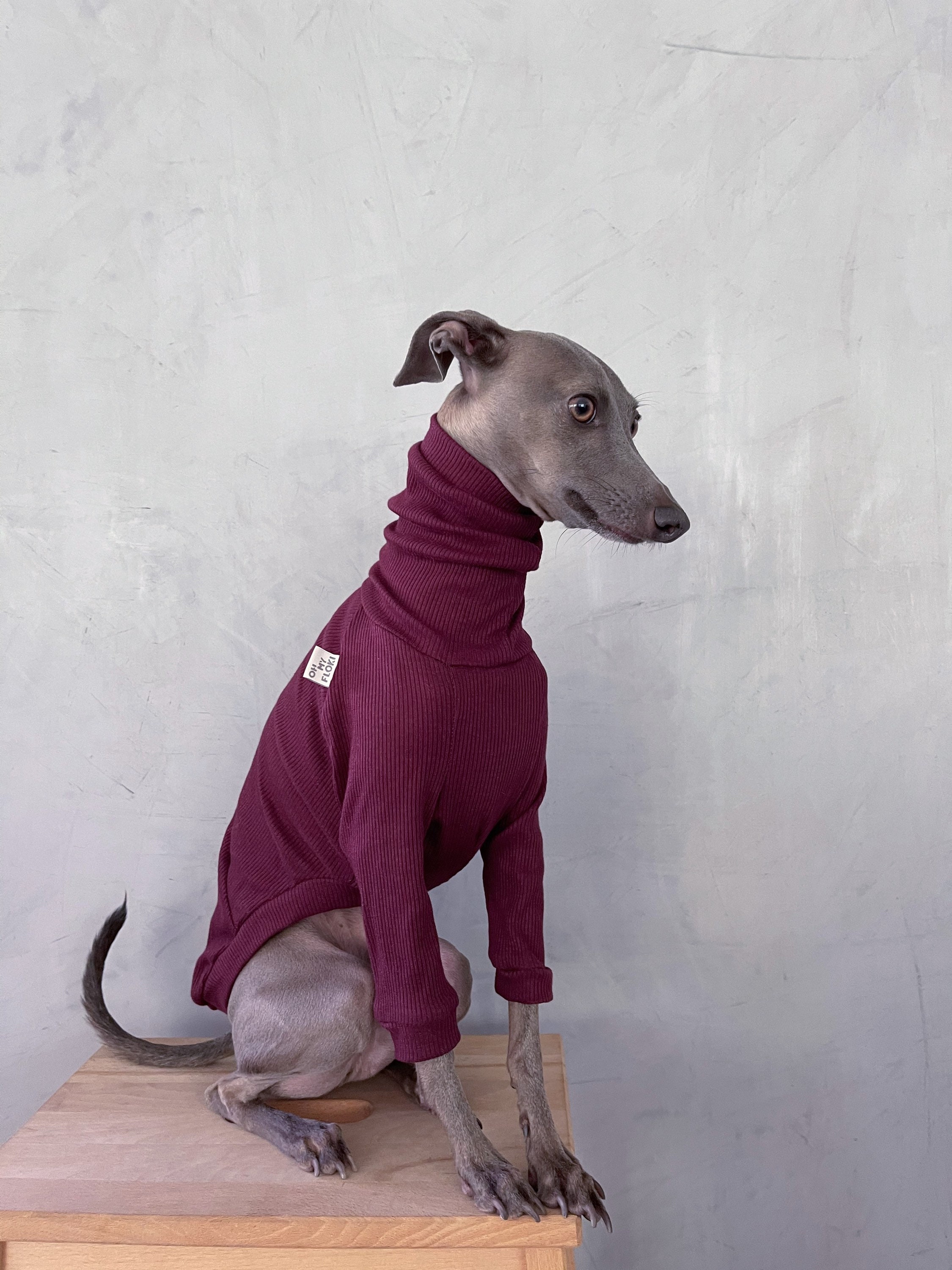 Do Italian Greyhounds Need Clothes