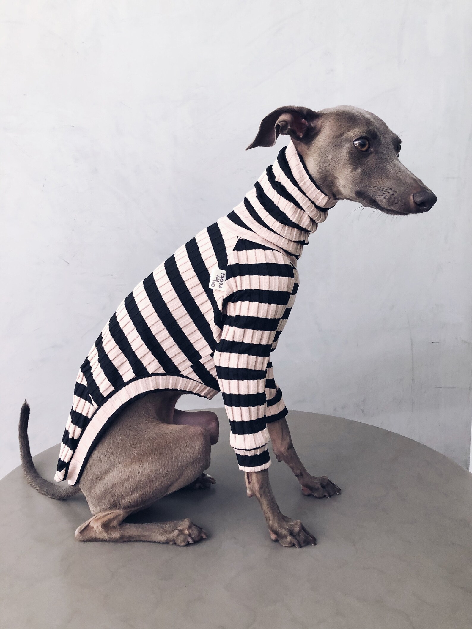 Italian Greyhound Whippet Iggy Knitting Hoodie main image 0