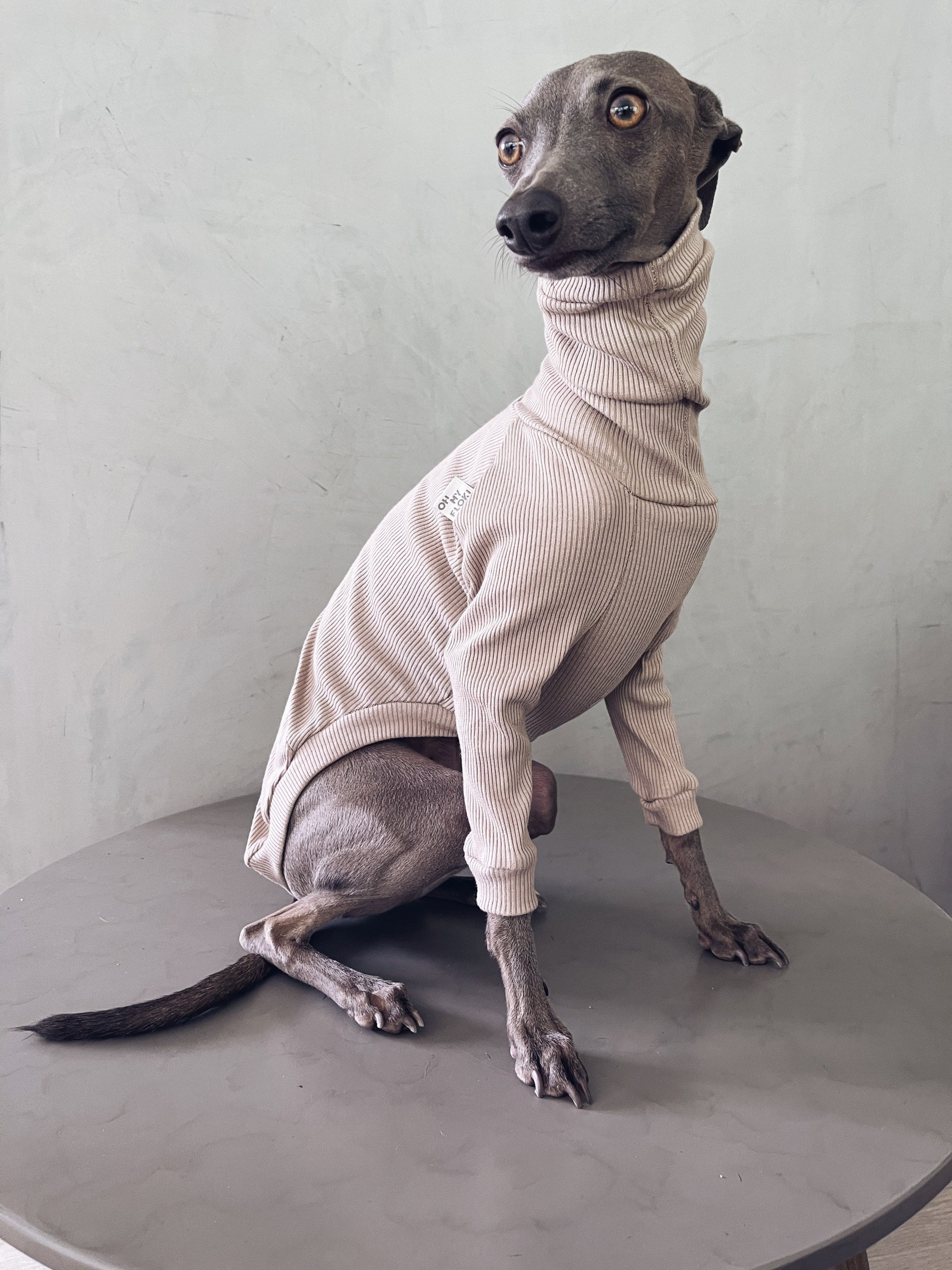 Greyhound and Whippet Clothes Clothes / Dog - Etsy