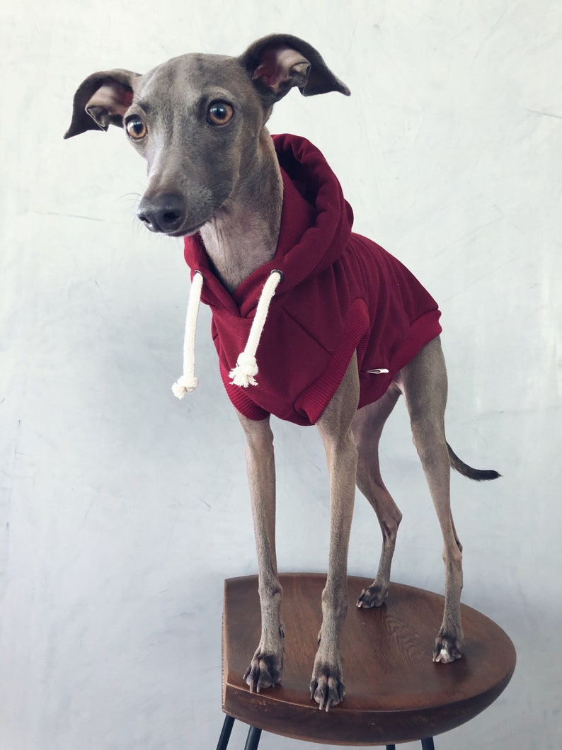 Italian Greyhound Whippet Iggy Vacation Sweatshirt