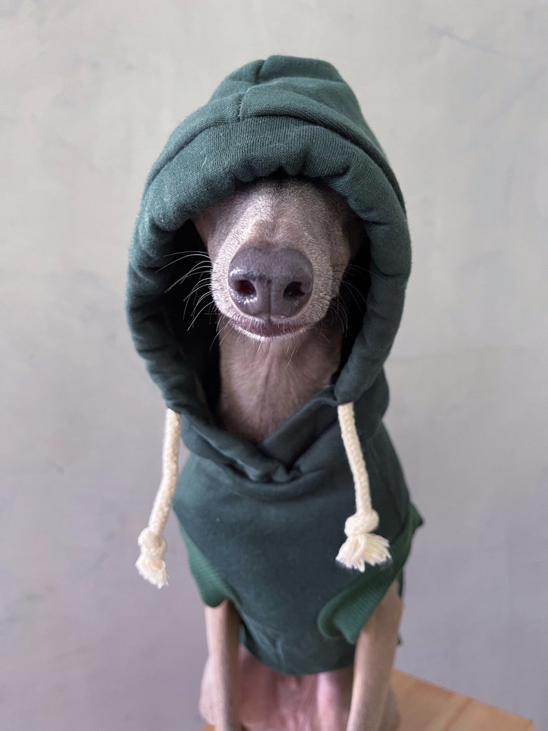 italian greyhound and whippet clothes / iggy clothes / Dog hoodie / stripes dog clothes / clothes for italian greyhound and whippet / GREEN HOODIE image 2