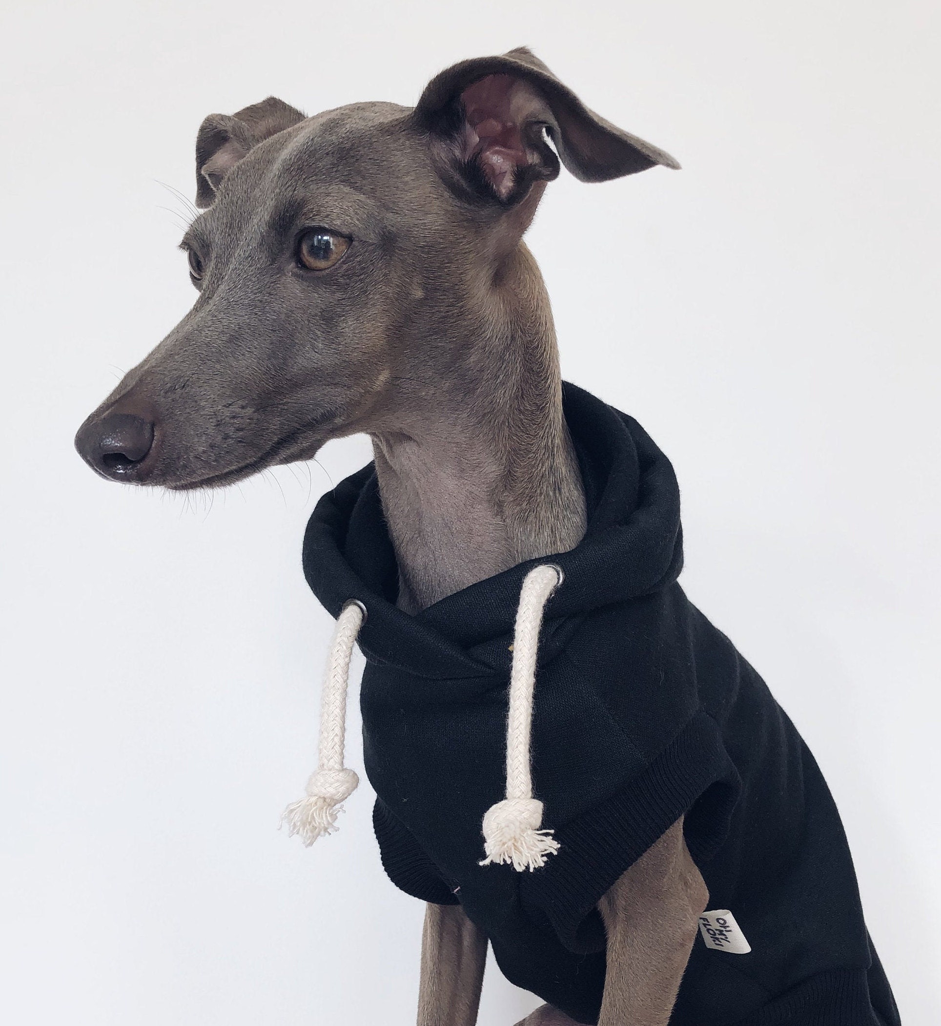 Italian greyhound and whippet clothes / iggy clothes / Dog Etsy