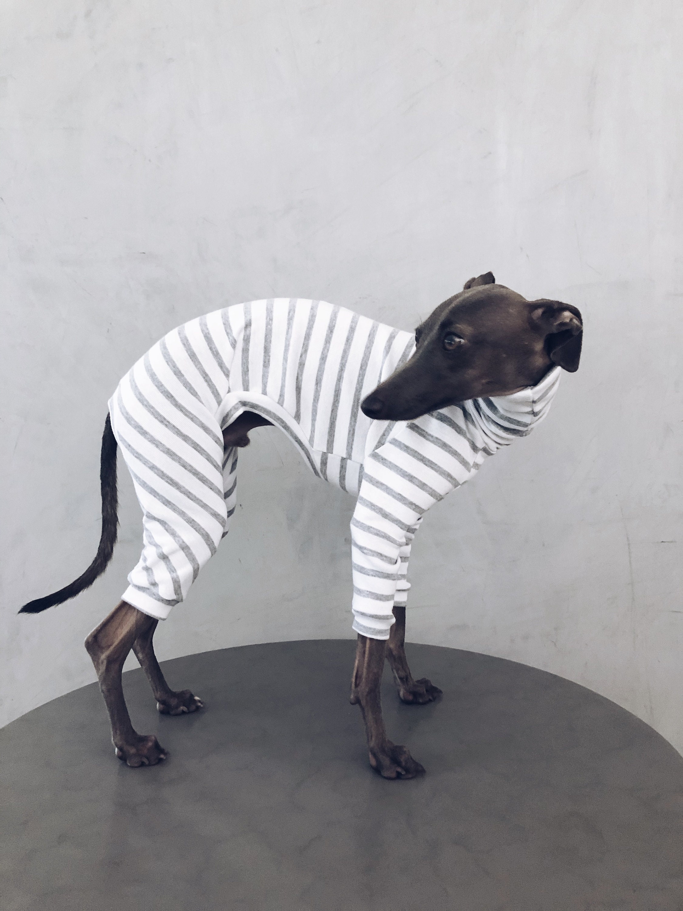 Italian Greyhound Clothes / Iggy Jumpsuit Dog - Etsy