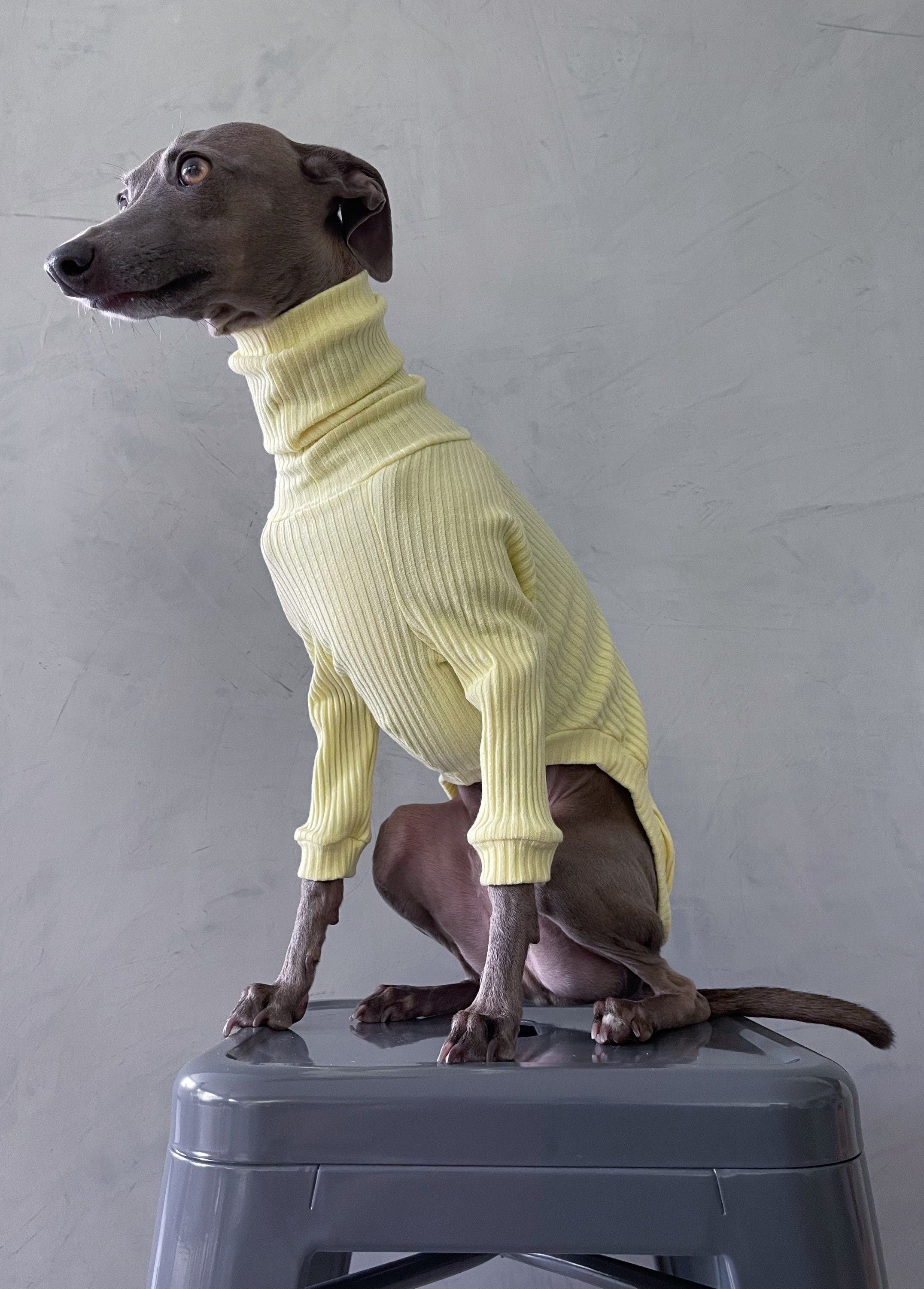 Italian Greyhound and Whippet Clothes / Iggy Clothes / Dog Etsy