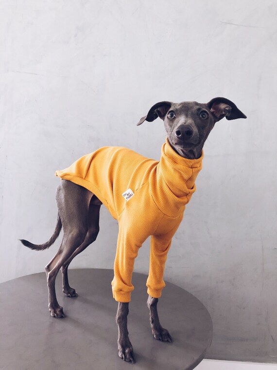 Italian Greyhound And Whippet Clothes Iggy Clothes Dog Etsy