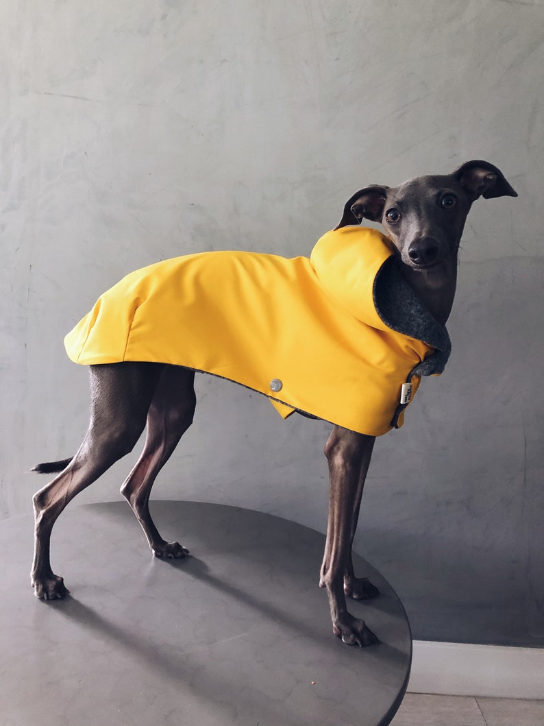 iggy and whippet raincoat / waterproof and windproof coat / iggy raincoat / iggy clothes / ropa para golo italiano y whippet / YELLOW image 1