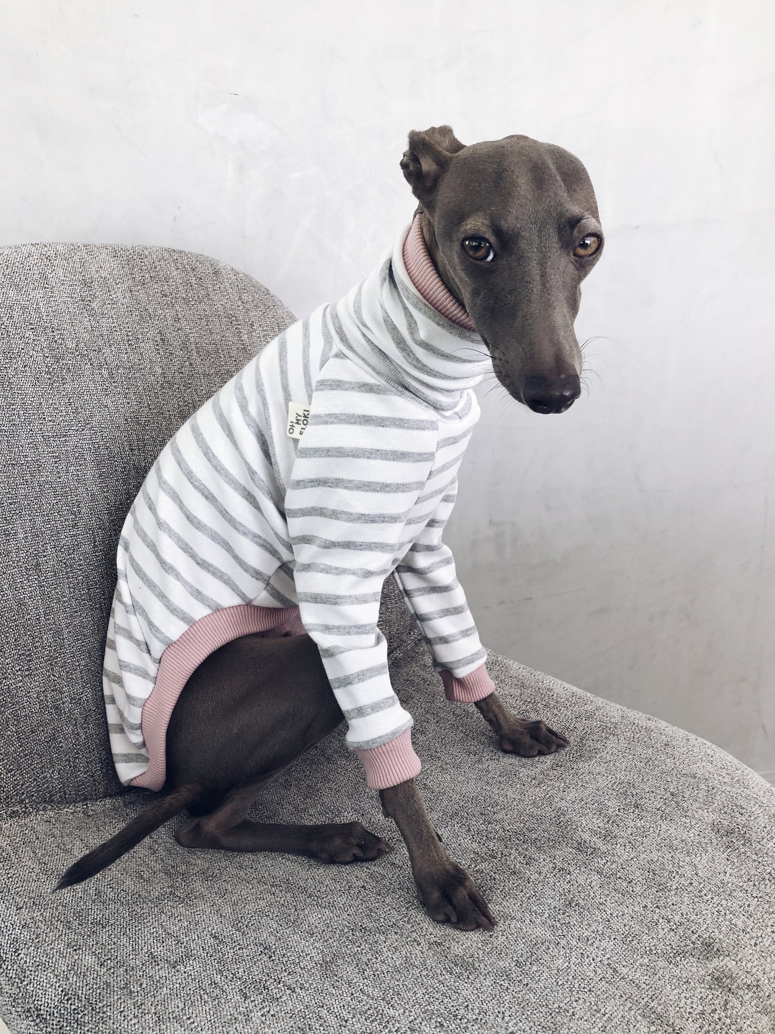 Italian Greyhound and Whippet Clothes / Iggy Clothes / Dog Etsy