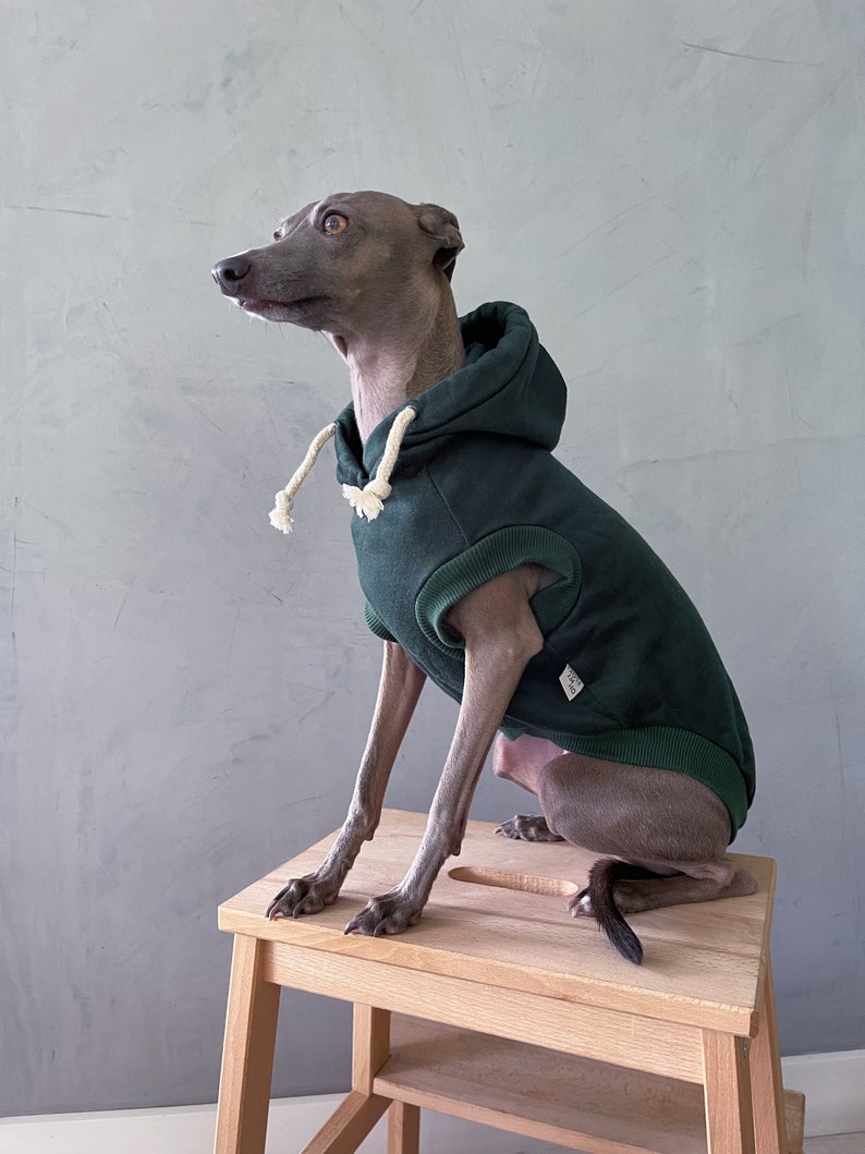 italian greyhound and whippet clothes / iggy clothes / Dog hoodie / stripes dog clothes / clothes for italian greyhound and whippet / GREEN HOODIE image 3