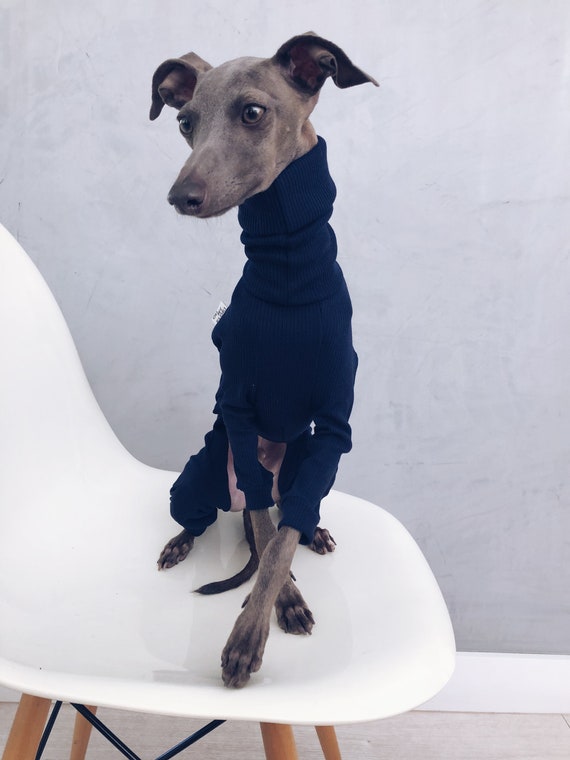 Italian greyhound cheap snowsuit
