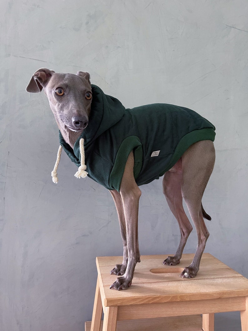 italian greyhound and whippet clothes / iggy clothes / Dog hoodie / stripes dog clothes / clothes for italian greyhound and whippet / GREEN HOODIE image 4