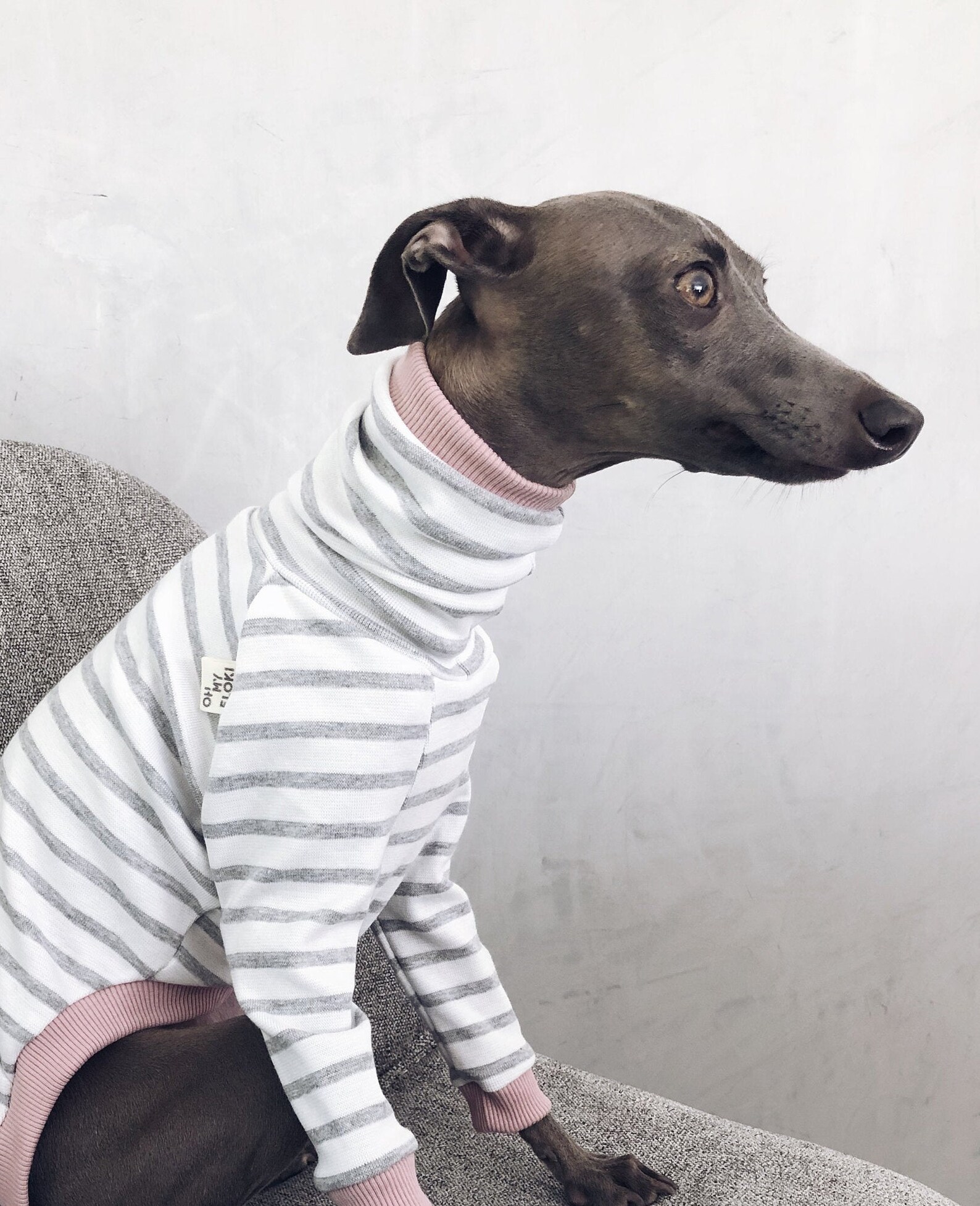 Italian Greyhound and Whippet Clothes / Iggy Clothes / Dog Etsy