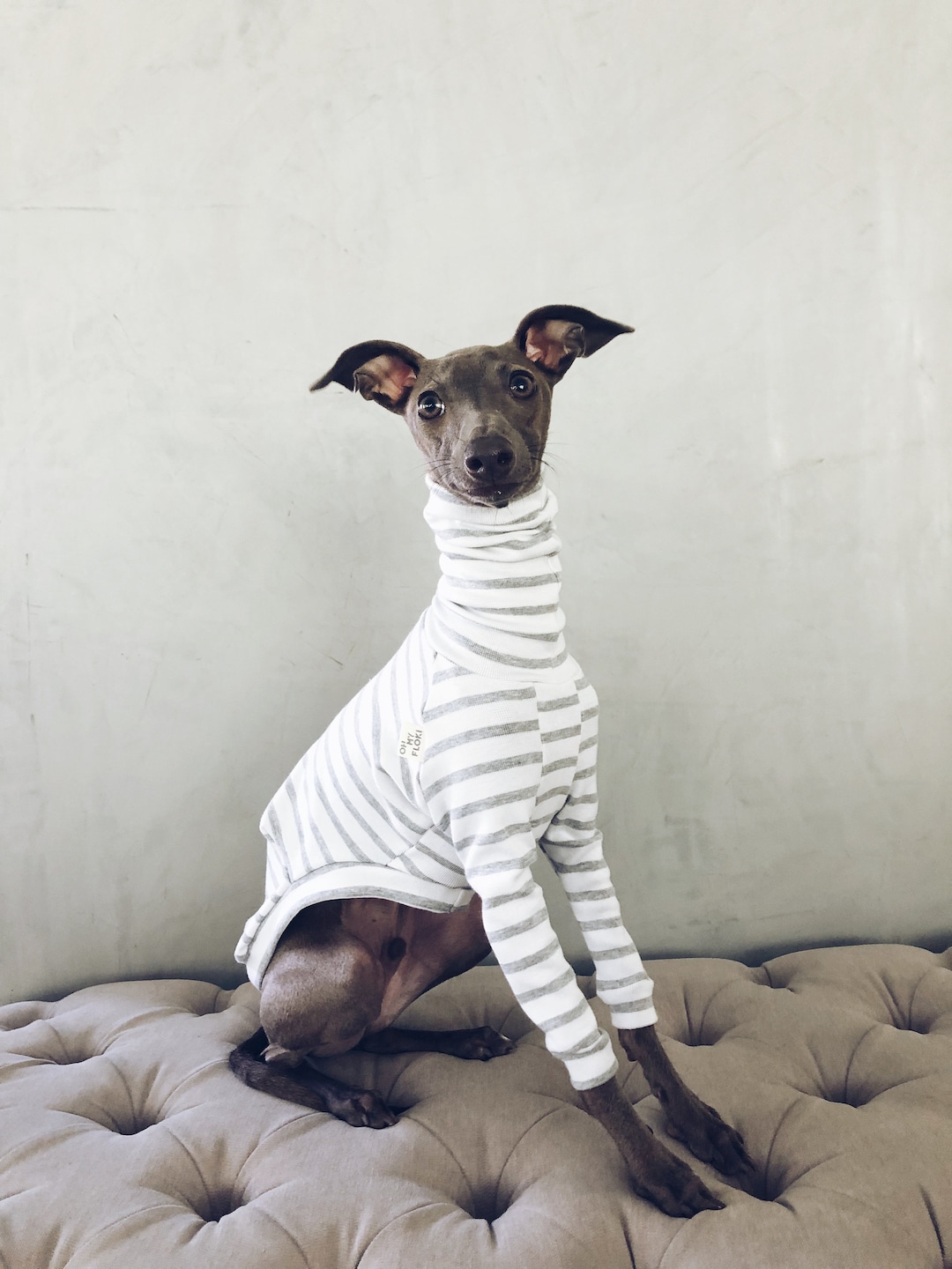 Italian Greyhound and Whippet Clothes / / Dog Etsy