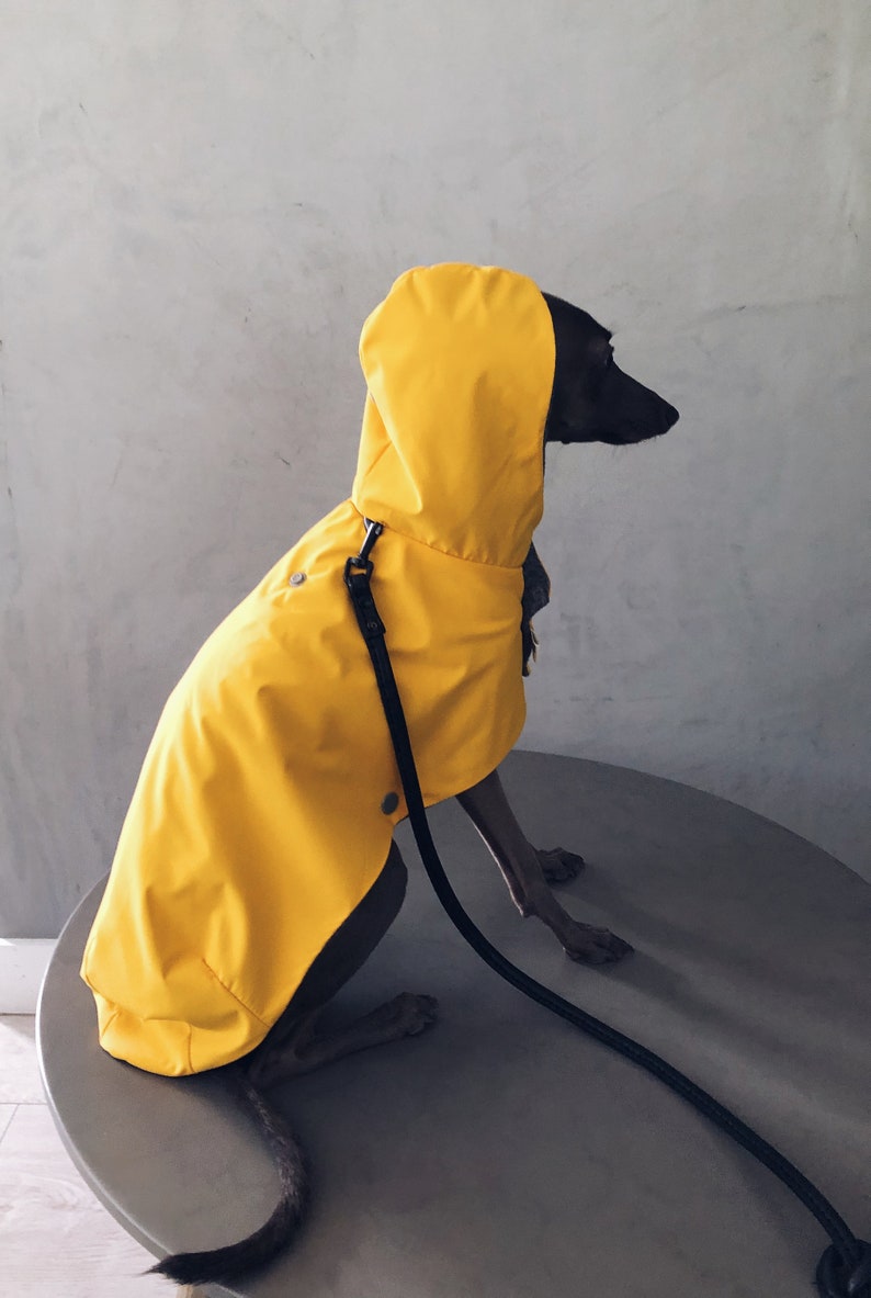 iggy and whippet raincoat / waterproof and windproof coat / iggy raincoat / iggy clothes / ropa para golo italiano y whippet / YELLOW image 5