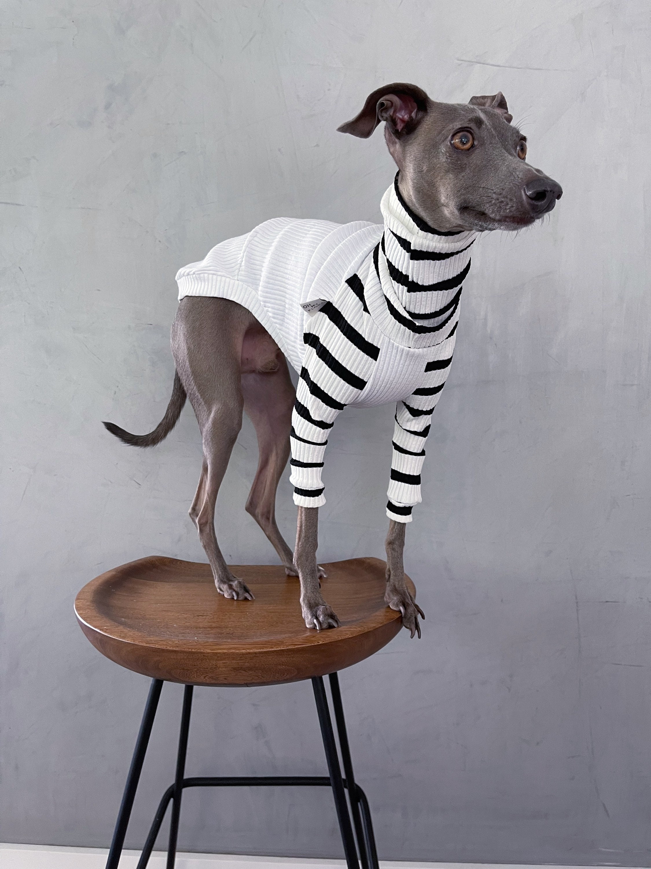 Greyhound and Whippet Clothes Clothes / Dog - Etsy