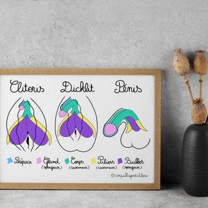 EN DE FR Educational Diagram - Anatomy Education Health Genital Organs - Postcard Illustration Intersex Inclusive Feminist Poster