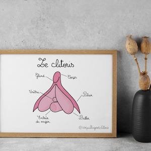 EN DE FR Schéma anatomique - Éducation Sexuelle Anatomie Organes Génitaux - Carte Postale Pédagogie Sororité Affiche Féministe Support Santé
