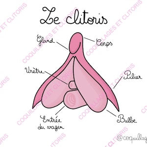 FR EN DE - Fichier Numérique - Version Anglaise Française Allemande À Télécharger - Schéma Éducation Sexualité - Support Anatomique Santé