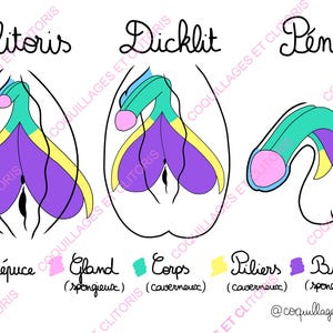 FR EN DE - Digitaal bestand - Frans-Engelse en Duitse versie om lesdiagram te downloaden - Educatieve anatomie Genitale organen
