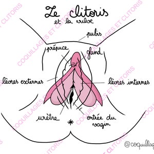 FR EN DE - Fichier Numérique - Version Française Anglaise et Allemande À Télécharger Schéma Pédagogique - Éducatif Anatomie Organes Génitaux