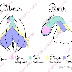 FR EN DE - Fichier Numérique - Versions Française Anglaise Allemande - À Télécharger - Schéma Pédagogique Éducatif - Anatomie Santé Organe