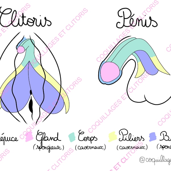 DIGITAL FILE - FRENCH version - to download - Educational teaching diagram - Organ health anatomy - Feminist empowerment