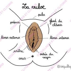 FR EN - Fichier NUMÉRIQUE - Version Française et Anglaise À Télécharger - Schéma Pédagogique Éducation Sexuelle Anatomique Organes Génitaux