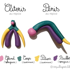 Anatomie, seksuele voorlichting - 3D-model, educatief diagram, gezondheid - feministisch educatief cadeau, verklarend materiaal - empowerment van queer pride