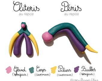 Anatomie, Sexualaufklärung – 3D-Modell, Lehrdiagramm, Gesundheit – Feministisches Lerngeschenk, Erläuterungsmaterial – Empowerment für queere Menschen