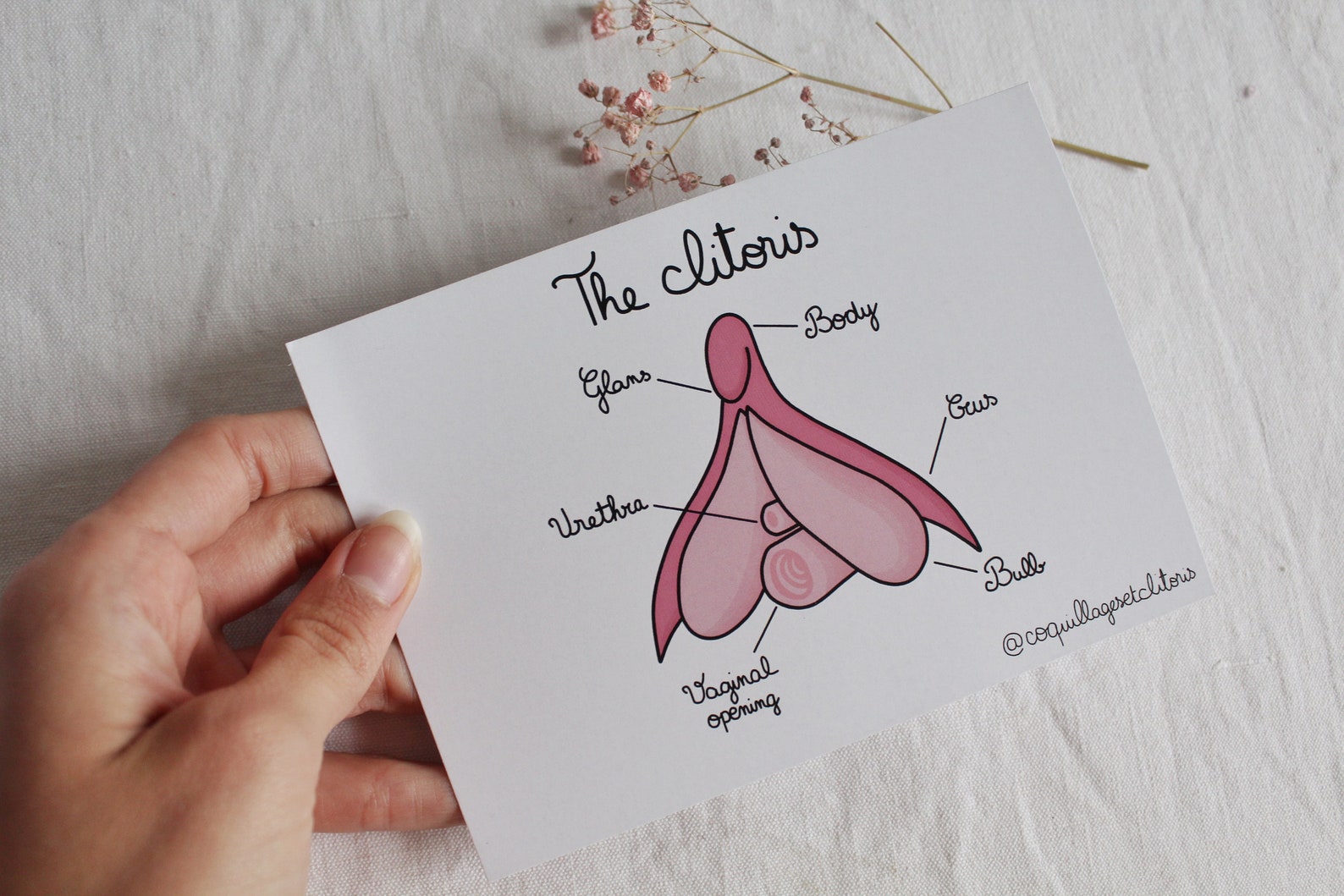 Anatomy of the Clitoris Sex Education Scheme Postcard Etsy Israel