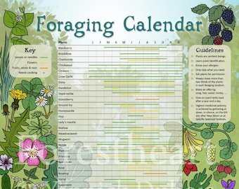 Foraging Kalender, ökologischer A3 Druck, Wandkunst, Infografik, Kräuterkunde, Wildes Essen, Pflanzenkalender
