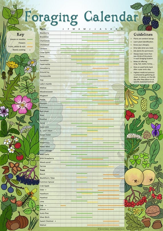 Digital Foraging Calendar Infographic Poster Herbalism Wild Etsy UK