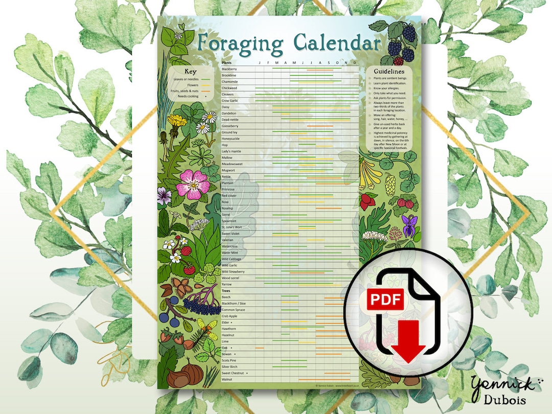 Digital Foraging Calendar Infographic Poster Herbalism Wild Etsy UK