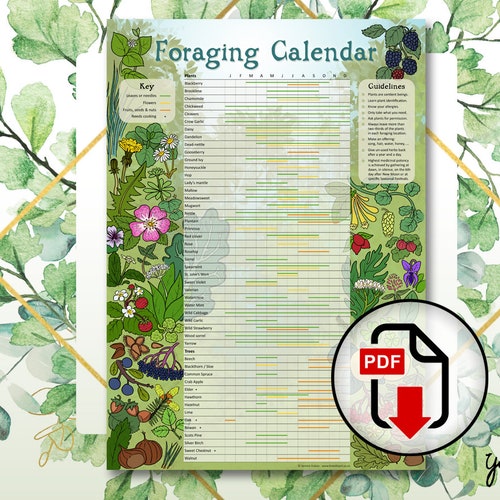 Digital Foraging Calendar Infographic Poster Herbalism Wild Etsy UK
