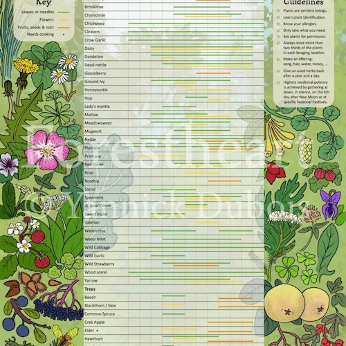 Foraging Calendar Ecofriendly A3 Print Wall Art Poster Etsy