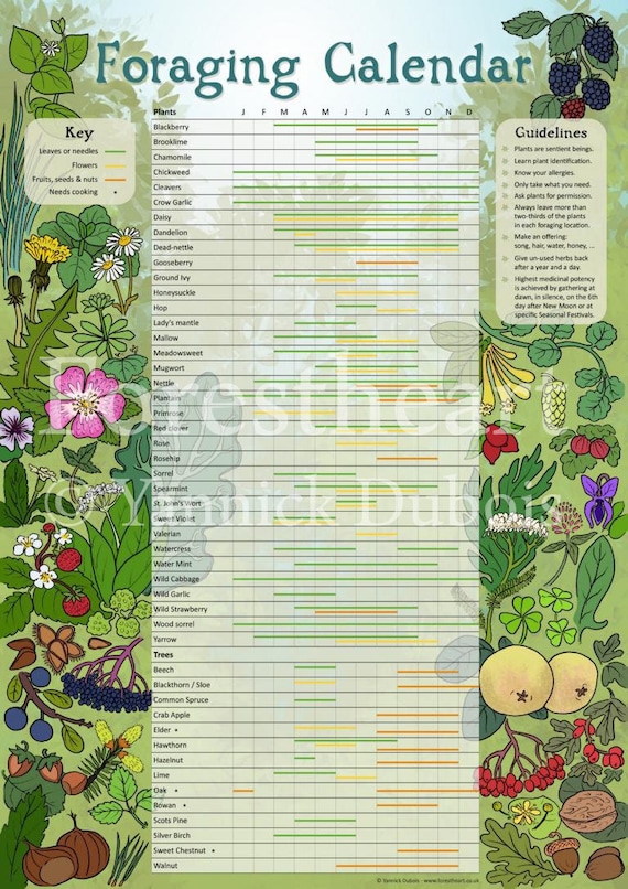 Foraging Calendar, Ecofriendly A3 Print, Wall Art Poster