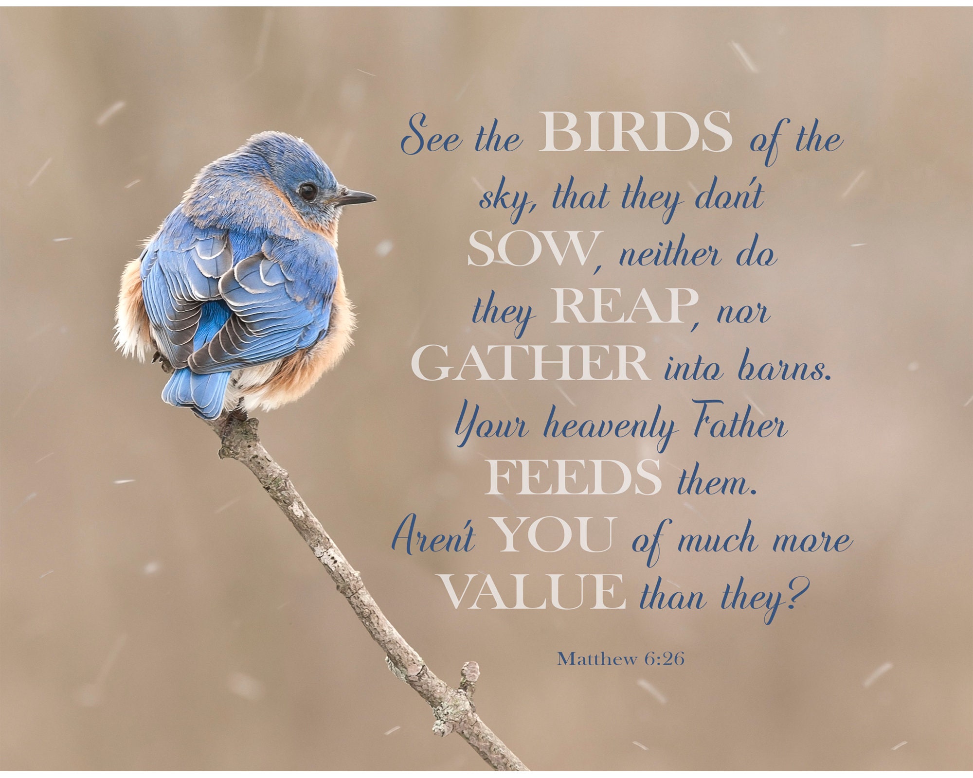 Bluebird With Scripture Matthew 6:26 Verse With Winter Bluebird on Snowy Perch. A Classic ...