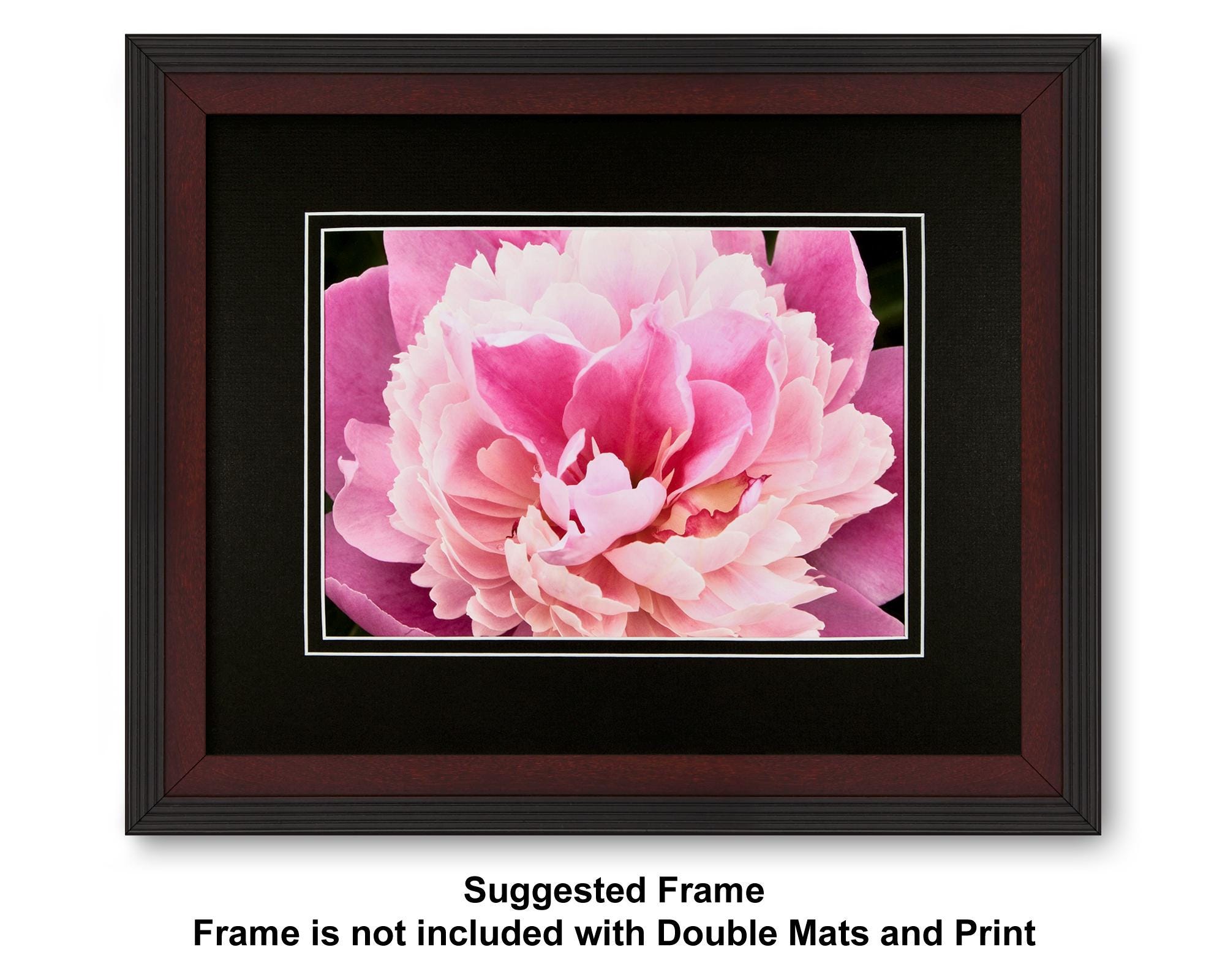 Pink Peony Close-up. Archival Digital Print With Black Acid Free