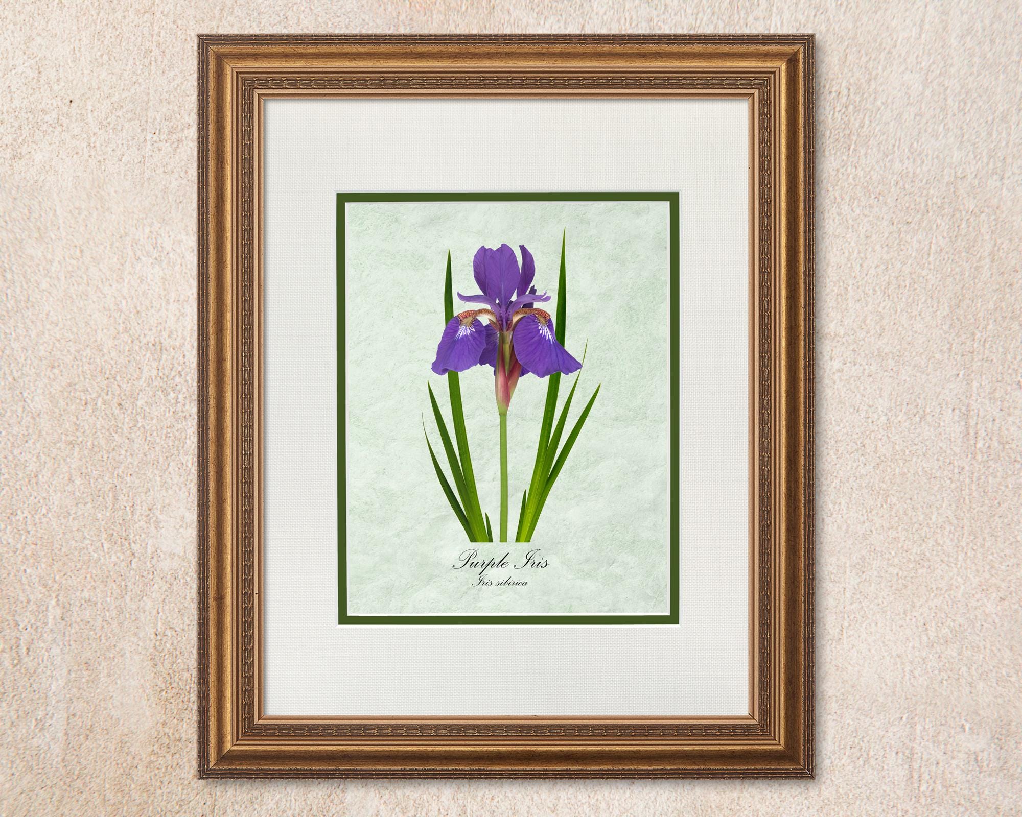 Purple Iris Photo Botanical Print, Parchment Background - Etsy