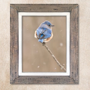 Eastern Bluebird, Perched, Winter, Falling Snow, Beige, Blue, Digital print