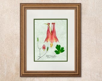 Wild Columbine Botanical Print, Red Flower Photo on Parchment