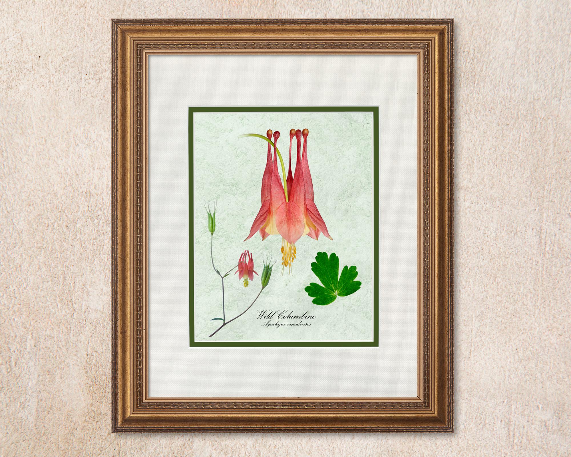 Wild Columbine (aquilegia Canadensis) Classic “photo Botanical” on