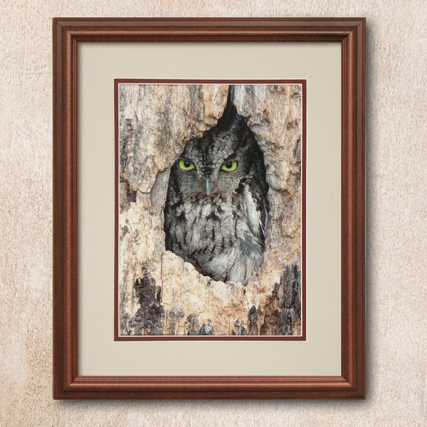 Gray Morph Eastern Screech Owl in Tree Cavity Digital Print with Double Mat and Acid Free Backing Board. Ready to frame!