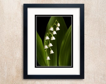 Close-up view of Lily of the Valley. A studio shot with dramatic black background.