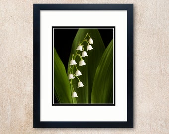 Lily of the Valley Art Print, Dramatic Floral Photography