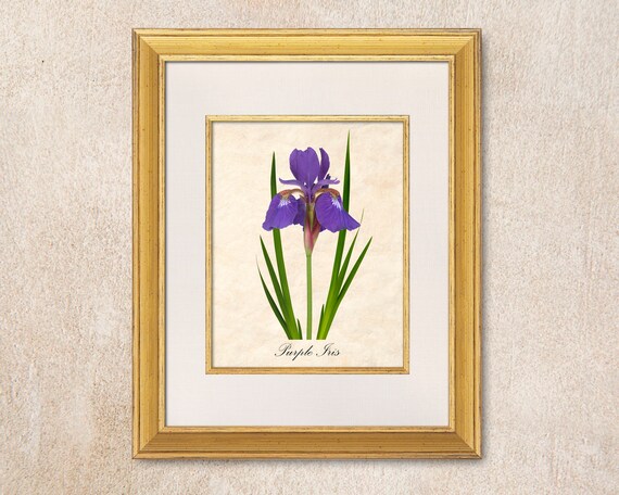 Purple Iris Wall Art. A Digital “photo Botanical” Image of a