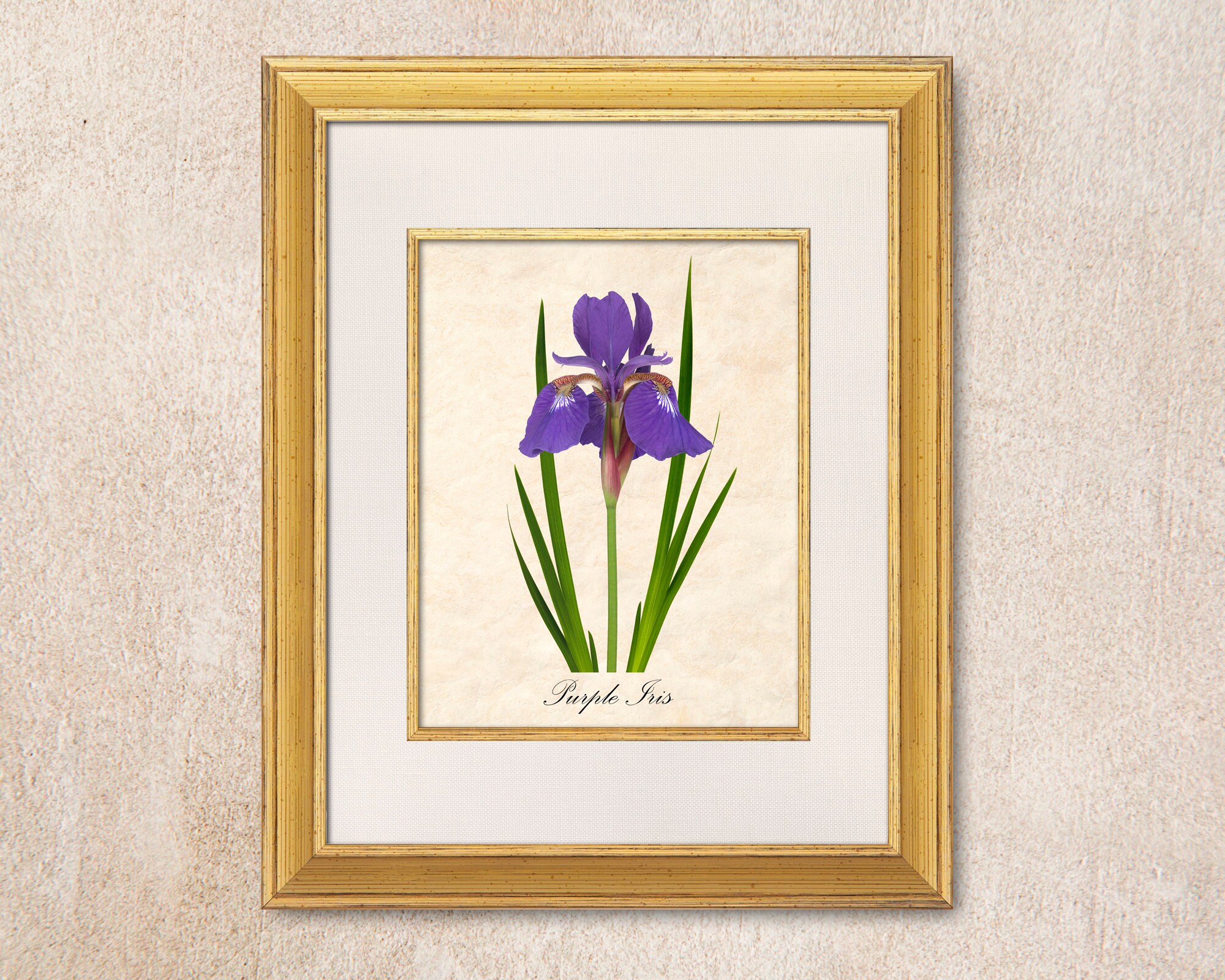 Purple Iris Wall Art. A Digital “photo Botanical” Image of a
