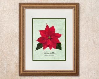 Poinsettia Botanical Art Print: Holiday Wall Decor