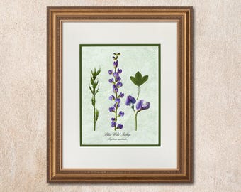 Blue Wild Indigo Botanical Art Print, Photo Botanical, Light Green Parchment